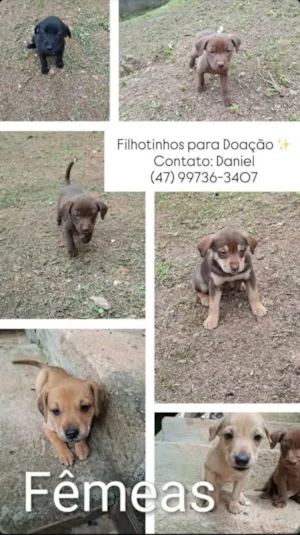 Cachorro raça SRD-ViraLata idade 2 a 6 meses nome Meninas 