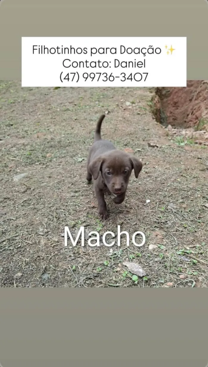 Cachorro ra a SRD-ViraLata idade 2 a 6 meses nome Meninas