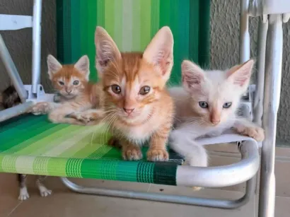 Gato raça SRD-ViraLata idade 2 a 6 meses nome Não tem