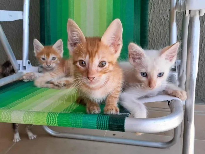 Gato ra a SRD-ViraLata idade 2 a 6 meses nome Não tem