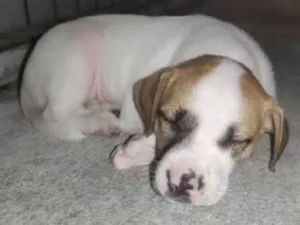 Cachorro raça Pit-Bull idade Abaixo de 2 meses nome Não tem nome 