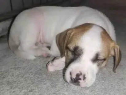 Cachorro raça Pit-Bull idade Abaixo de 2 meses nome Não tem nome