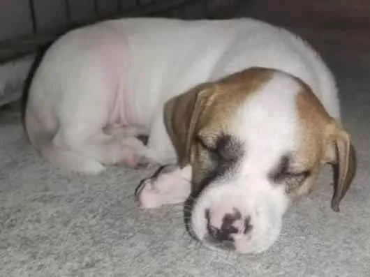 Cachorro ra a Pit-Bull idade Abaixo de 2 meses nome Não tem nome