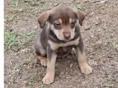 Cachorro raça SRD-ViraLata idade 2 a 6 meses nome Meninas 