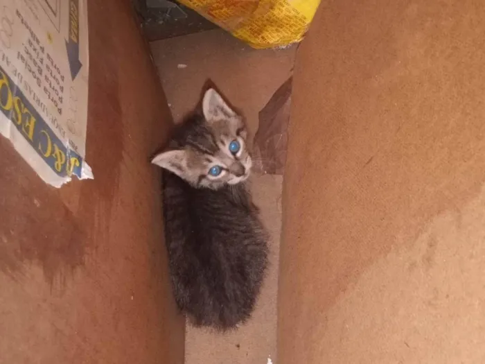 Gato ra a SRD-ViraLata idade 2 a 6 meses nome 3 gatinhos lindos