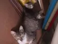 3 gatinhos lindos