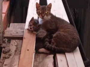 Gato raça SRD-ViraLata idade 2 a 6 meses nome 3 gatinhos lindos 