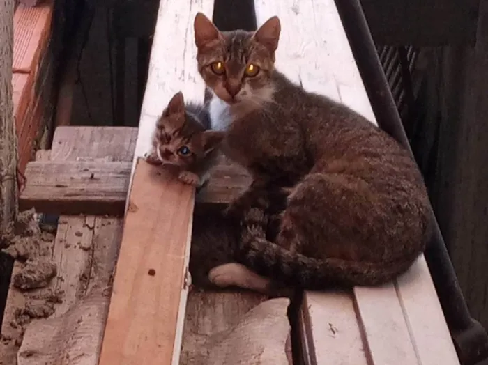 Gato ra a SRD-ViraLata idade 2 a 6 meses nome 3 gatinhos lindos