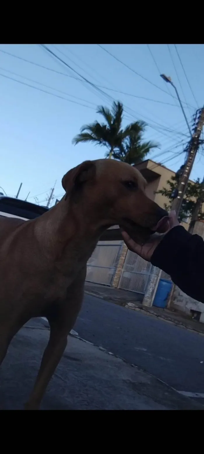 Cachorro ra a SRD-ViraLata idade 2 anos nome Pikachu