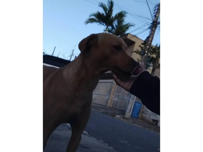 Cachorro ra a SRD-ViraLata idade 2 anos nome Pikachu
