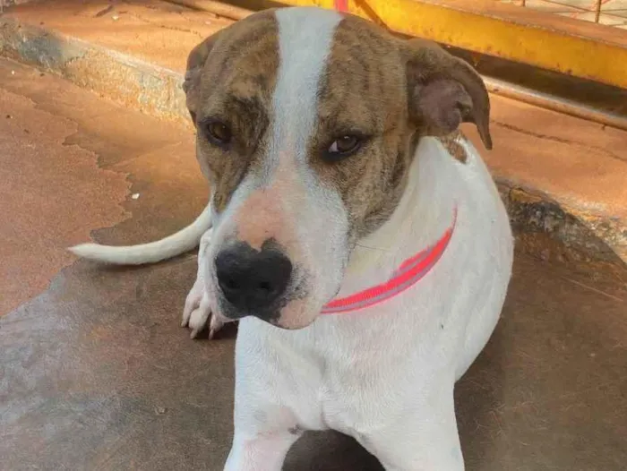 Cachorro ra a SRD-ViraLata idade 1 ano nome Zulu