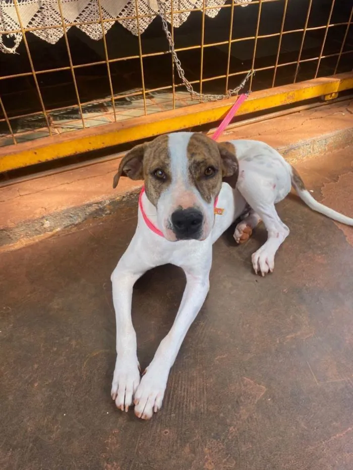 Cachorro ra a SRD-ViraLata idade 1 ano nome Zulu
