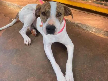 Cachorro raça SRD-ViraLata idade 1 ano nome Zulu