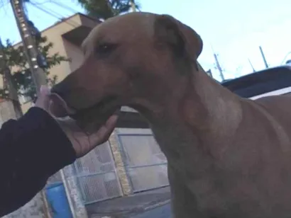 Cachorro raça SRD-ViraLata idade 2 anos nome Pikachu