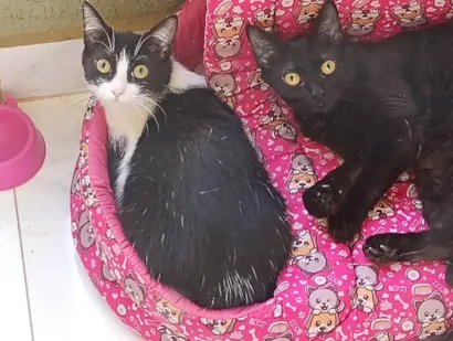 Gato raça SRD-ViraLata idade 7 a 11 meses nome Luna e Nezuko