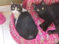 Luna e Nezuko