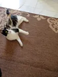 Luna e Nezuko