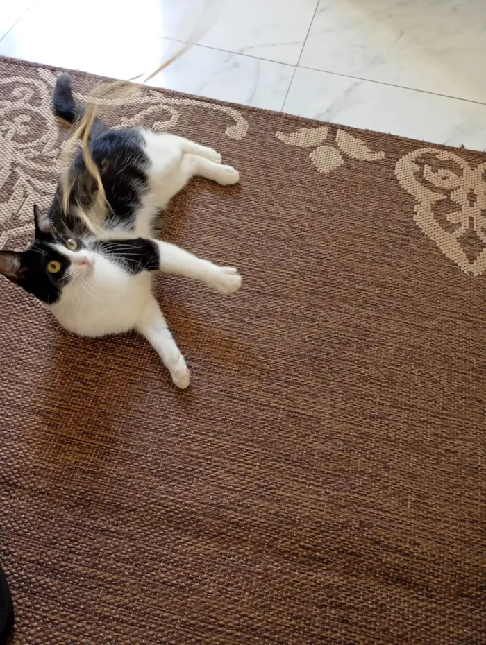 Gato ra a SRD-ViraLata idade 7 a 11 meses nome Luna e Nezuko