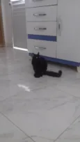 Luna e Nezuko