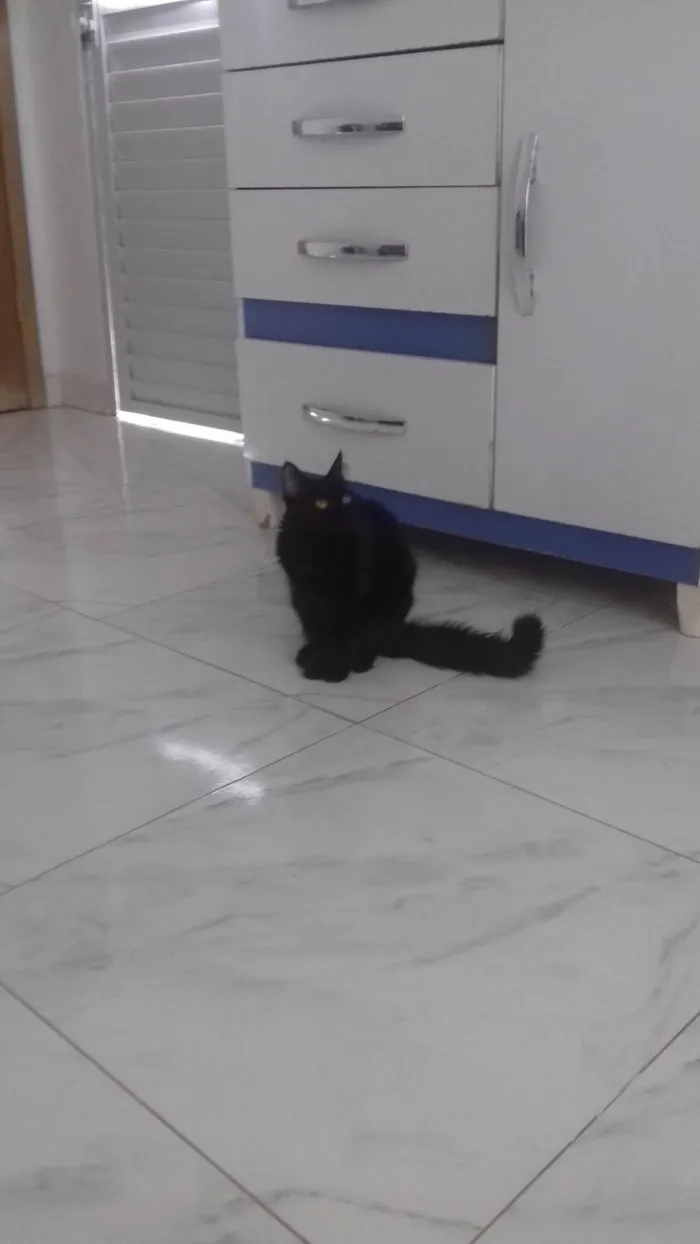 Gato ra a SRD-ViraLata idade 7 a 11 meses nome Luna e Nezuko