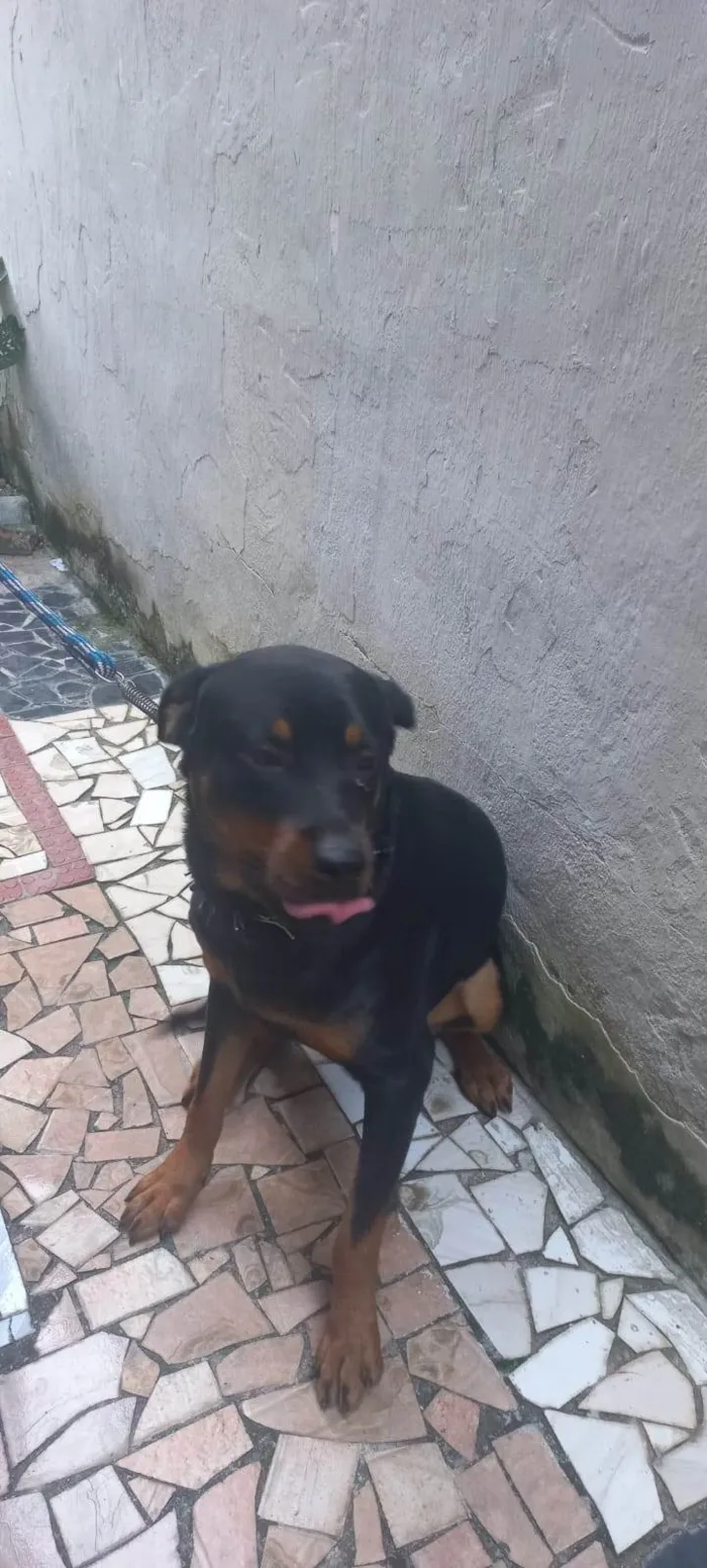 Cachorro ra a Rottweiler idade 3 anos nome Apolo