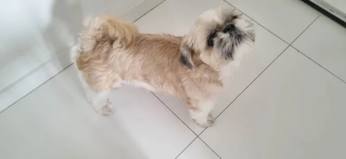Cachorro ra a Shitzu idade 2 anos nome Leo