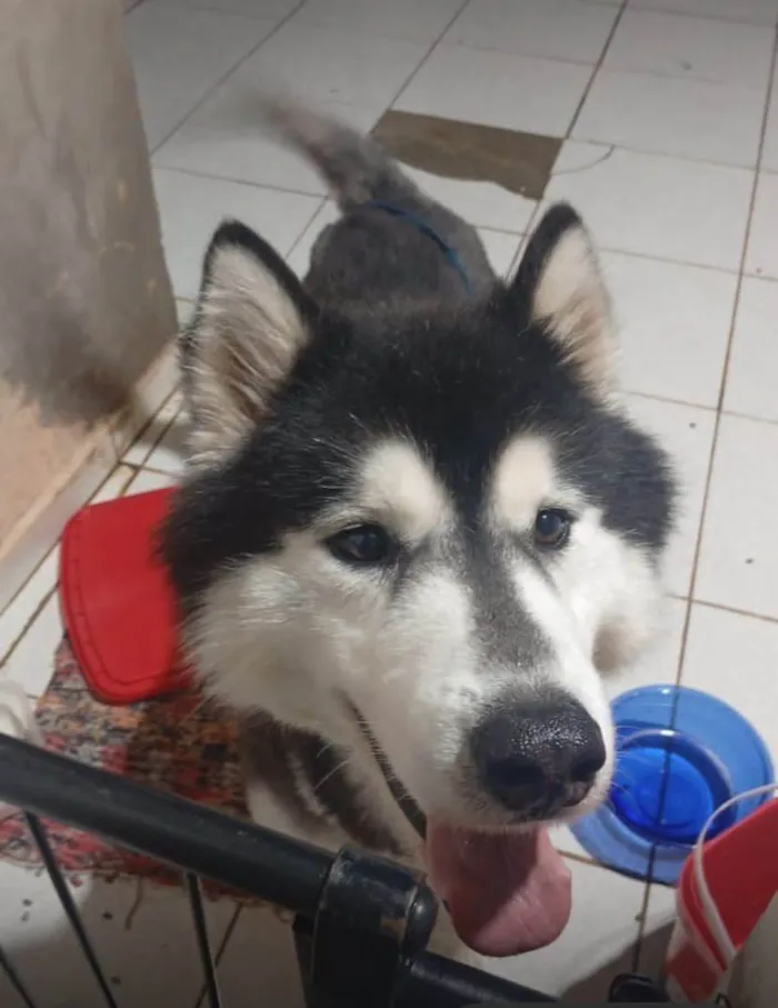 Cachorro ra a Husky Siberiano idade 3 anos nome SMOKEN