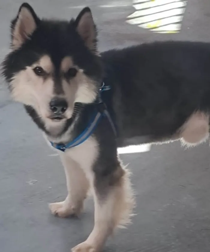 Cachorro ra a Husky Siberiano idade 3 anos nome SMOKEN