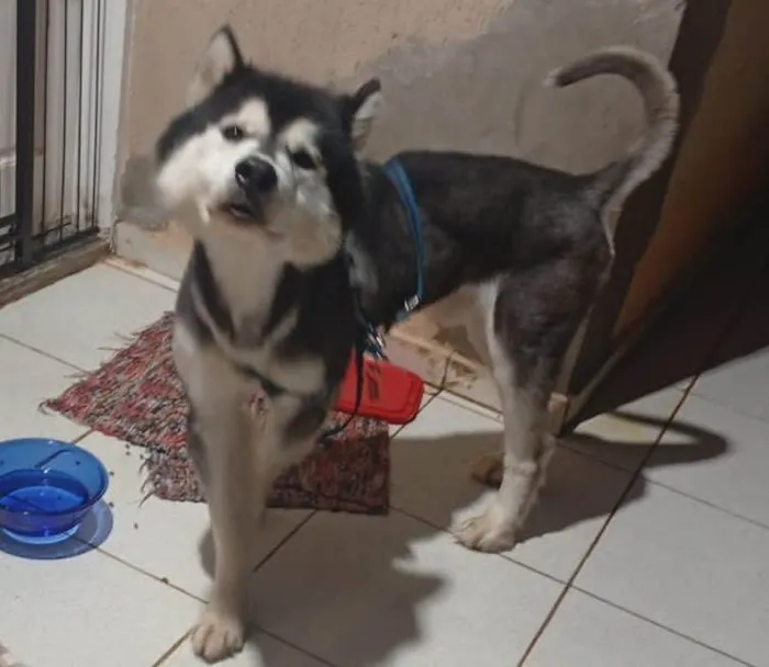 Cachorro ra a Husky Siberiano idade 3 anos nome SMOKEN