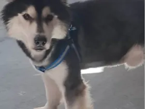 Cachorro raça Husky Siberiano idade 3 anos nome SMOKEN