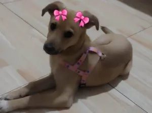 Cachorro raça SRD-ViraLata idade 2 a 6 meses nome SOPHIE