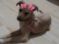 SOPHIE