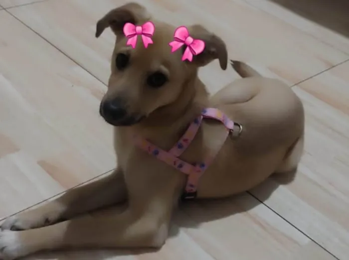 Cachorro ra a SRD-ViraLata idade 2 a 6 meses nome SOPHIE
