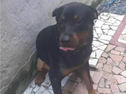 Cachorro raça Rottweiler idade 3 anos nome Apolo