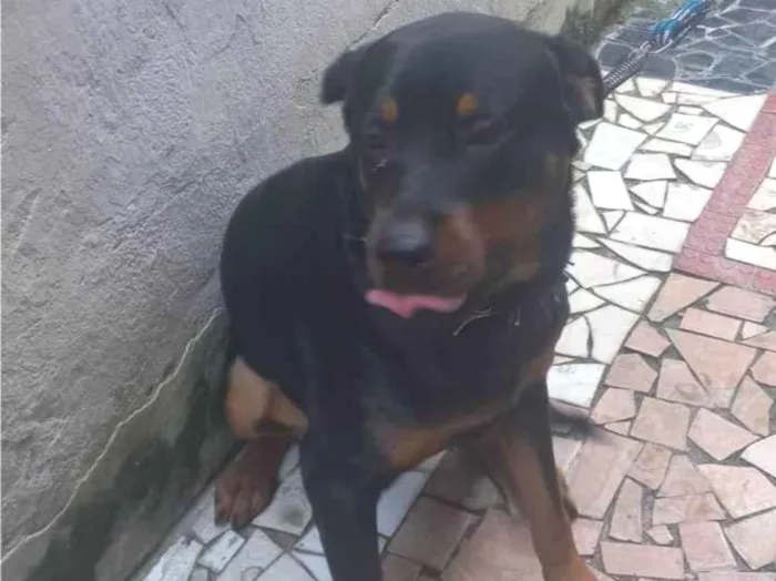 Cachorro ra a Rottweiler idade 3 anos nome Apolo