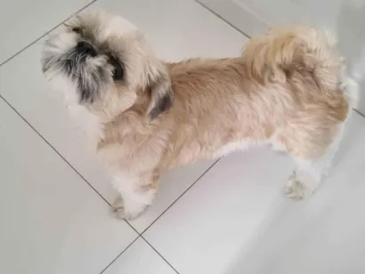 Cachorro raça Shitzu idade 2 anos nome Leo