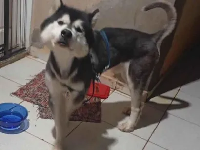 Cachorro raça Husky Siberiano idade 3 anos nome SMOKEN