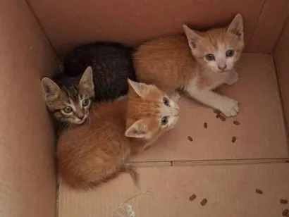 Gato raça SRD-ViraLata idade 2 a 6 meses nome .....