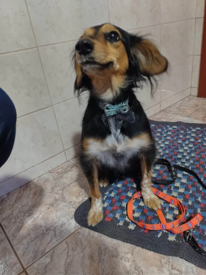 Cachorro ra a SRD-ViraLata idade 2 anos nome Phoebe