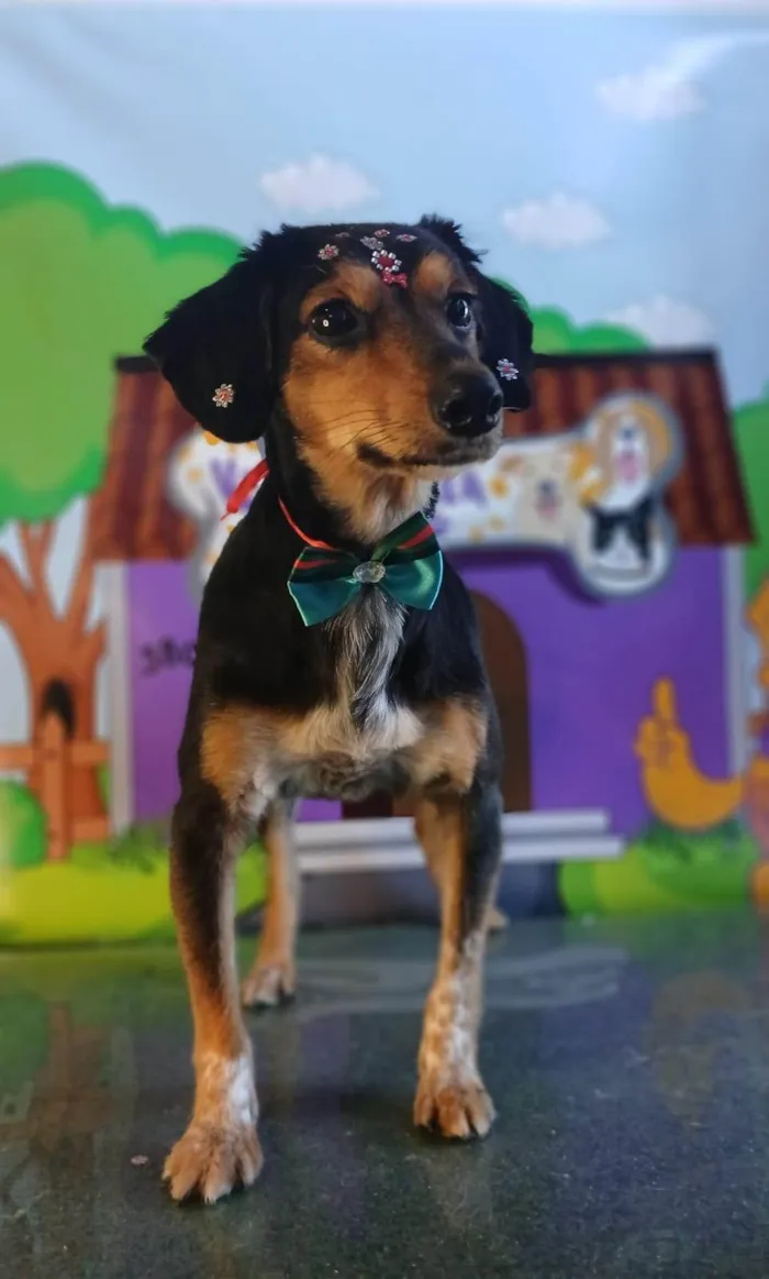 Cachorro ra a SRD-ViraLata idade 2 anos nome Phoebe