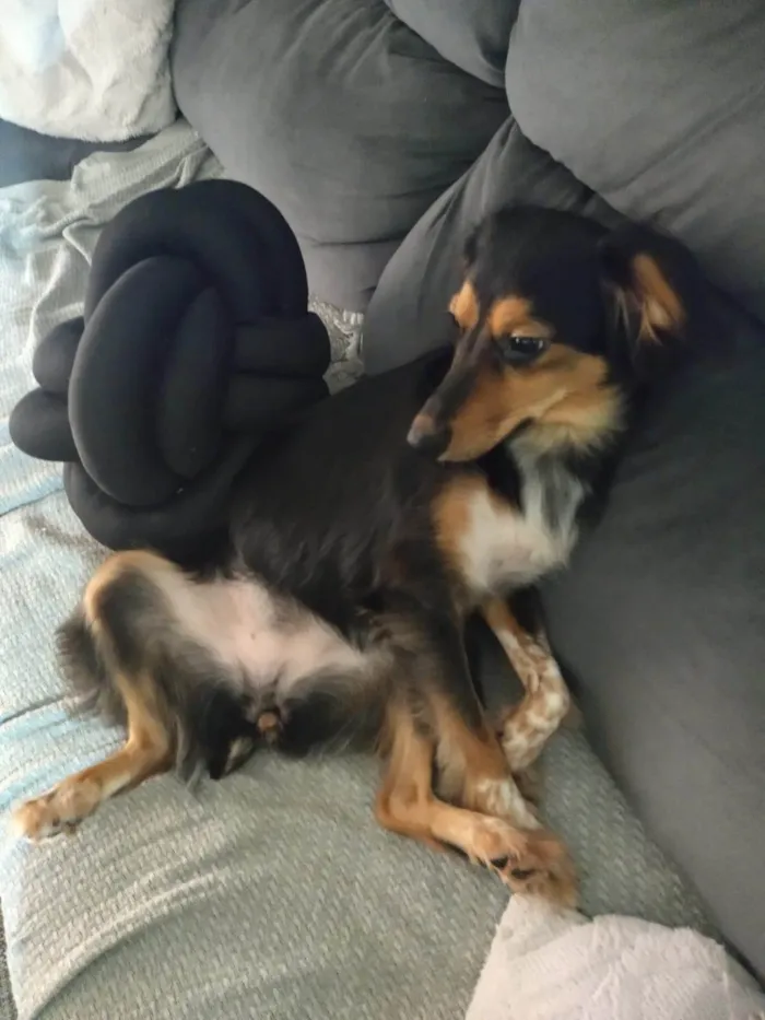 Cachorro ra a SRD-ViraLata idade 2 anos nome Phoebe