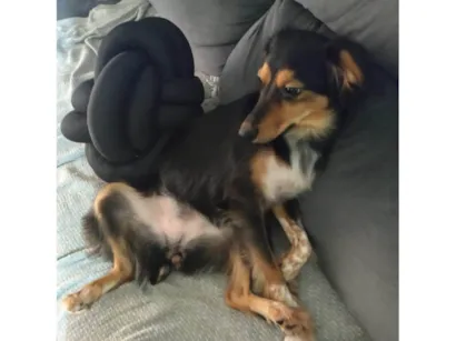 Cachorro raça SRD-ViraLata idade 2 anos nome Phoebe