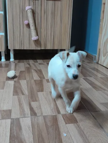 Cachorro raça SRD-ViraLata idade 2 a 6 meses nome Branca