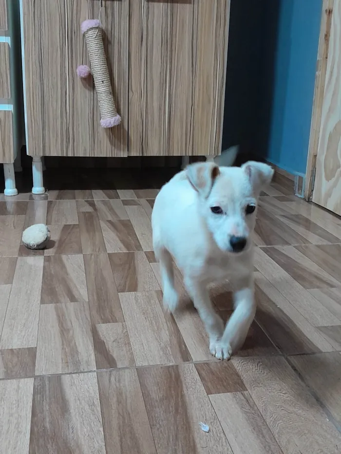 Cachorro ra a SRD-ViraLata idade 2 a 6 meses nome Branca