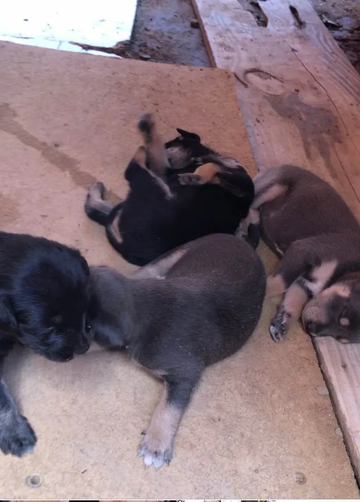 Cachorro ra a São Bernardo idade 2 a 6 meses nome Rita marly