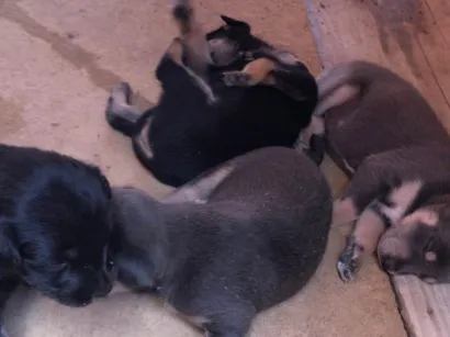 Cachorro raça São Bernardo idade 2 a 6 meses nome Rita marly