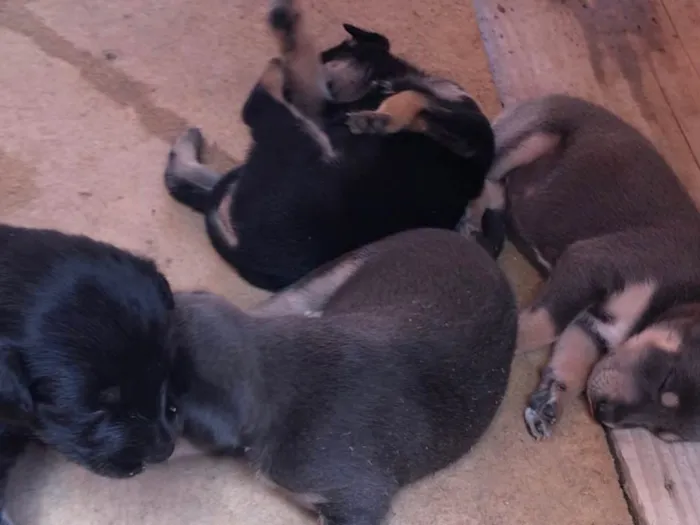 Cachorro ra a São Bernardo idade 2 a 6 meses nome Rita marly