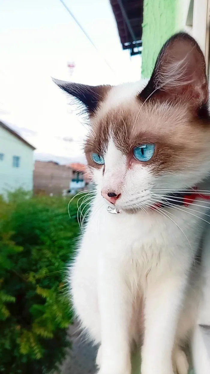 Gato ra a Siamês idade 7 a 11 meses nome Polegar e gordo