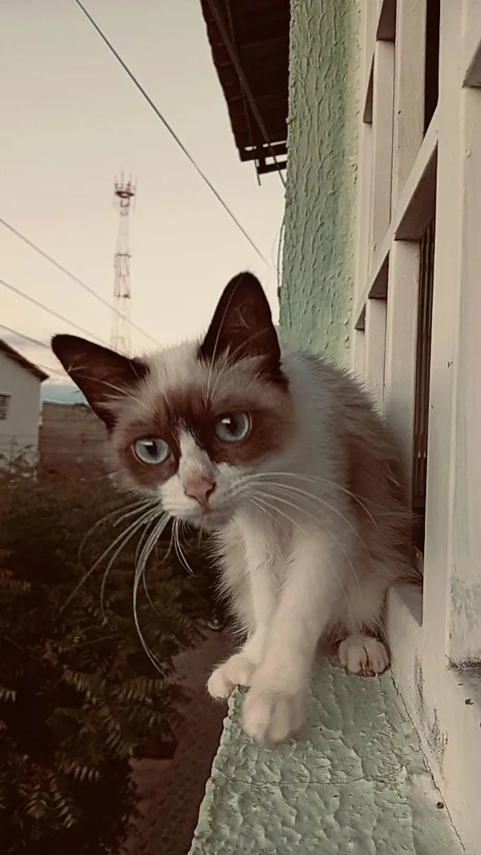 Gato ra a Siamês idade 7 a 11 meses nome Polegar e gordo