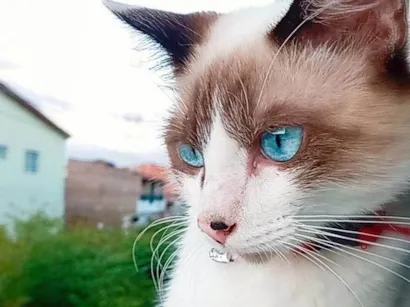 Gato raça Siamês idade 7 a 11 meses nome Polegar e gordo